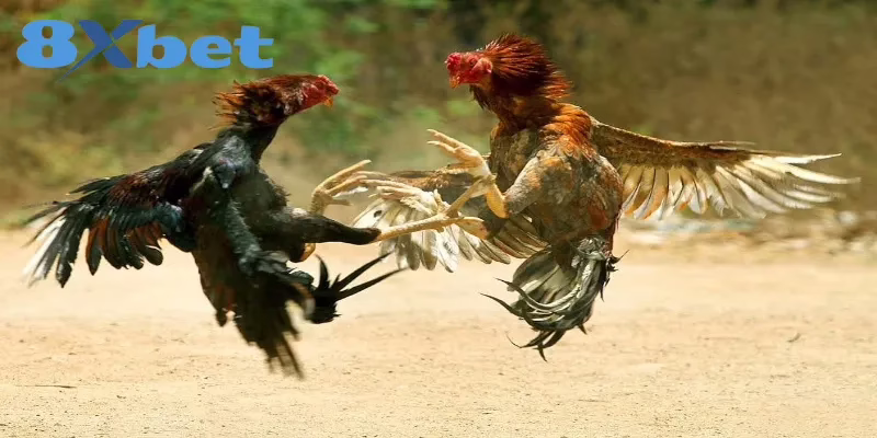 Cách Xem Trực Tiếp Kèo Đá Gà Hấp Dẫn Tại Nhà Cái 8XBET Thông tin cơ bản cần biết về đá gà trực tiếp 8XBET