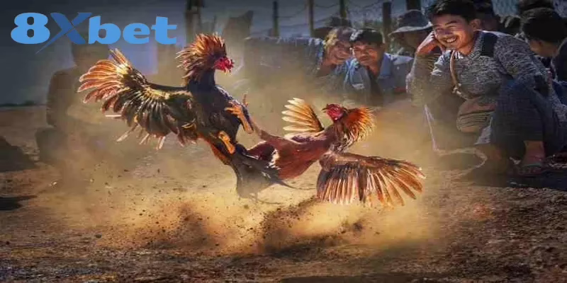 Cách Xem Trực Tiếp Kèo Đá Gà Hấp Dẫn Tại Nhà Cái 8XBET Ưu điểm nổi bật khi hội viên xem trực tiếp kèo đá gà
